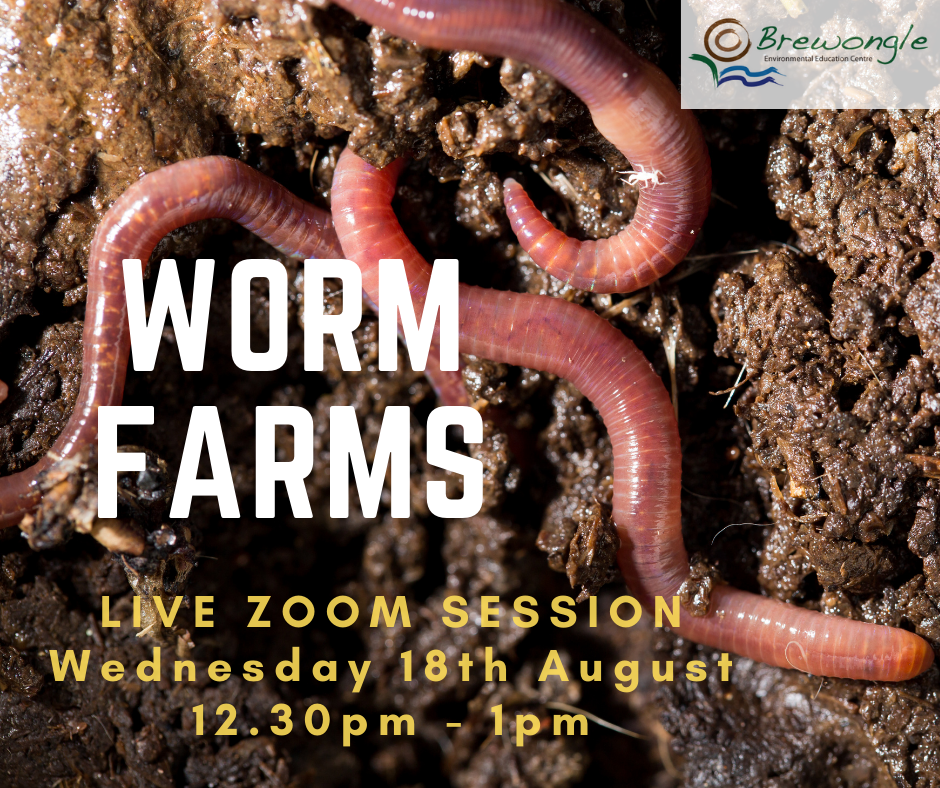 Worm farm information graphic