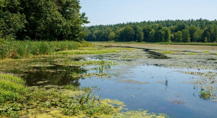 photo of a wetland with greenery